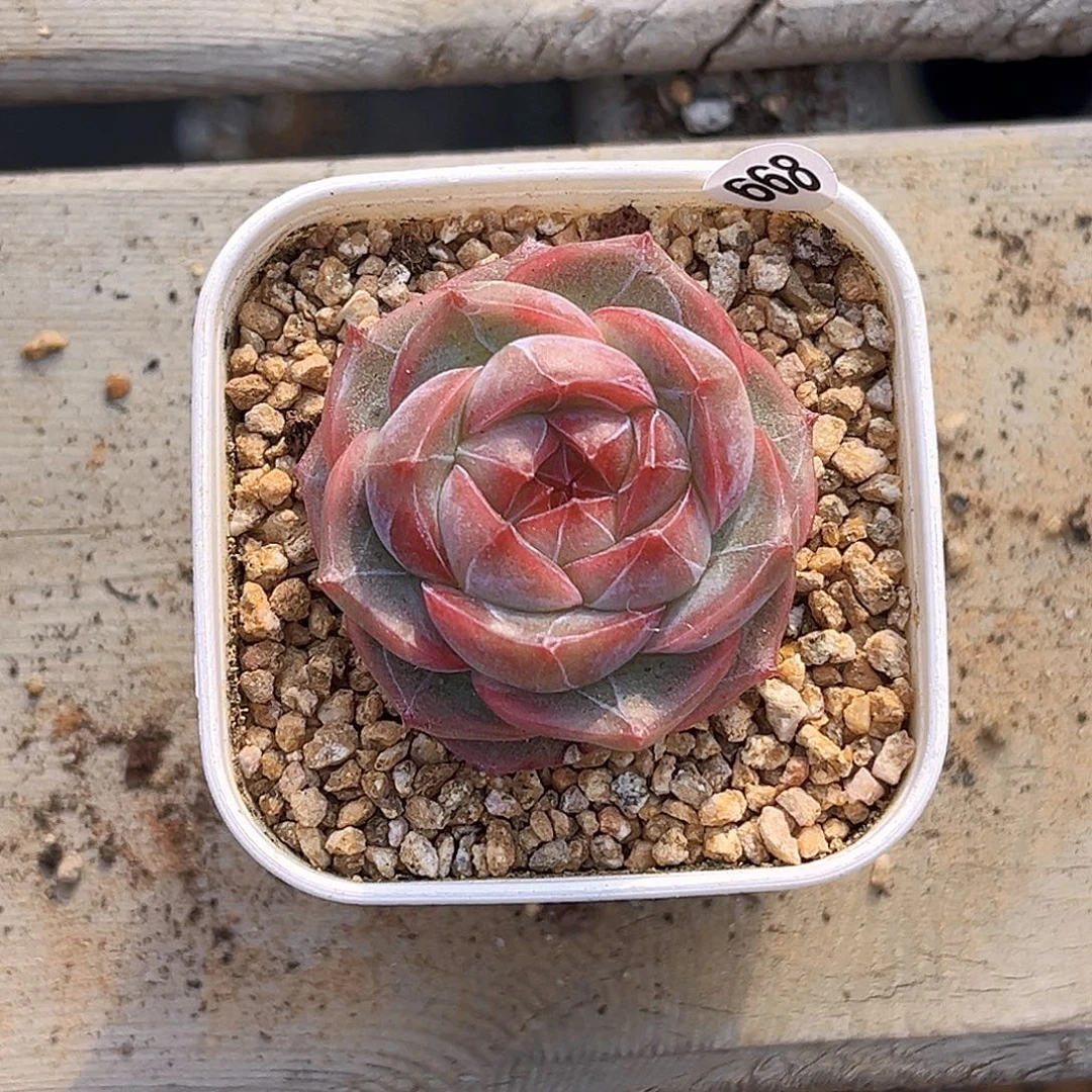 小***卜668 新品珍妮满18包邮