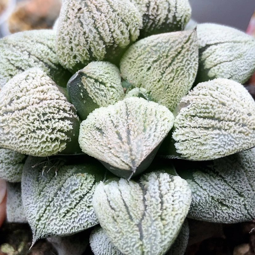 【闪购商品】开**贝雪之里86