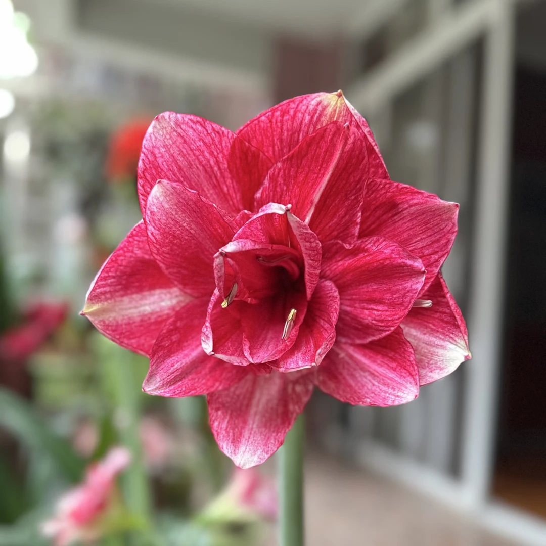 汤姆-朱顶红-阳台盆栽球根种球四季花卉朱顶红种球