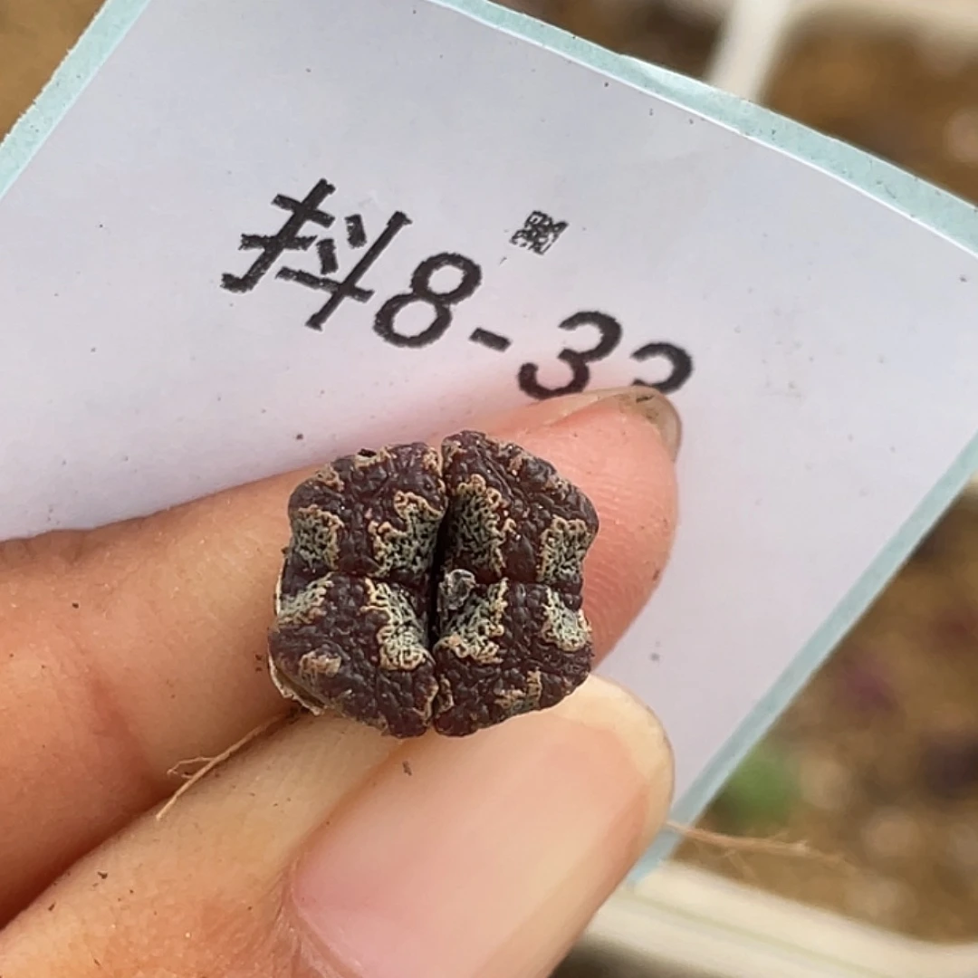 8-33超碟多肉植物