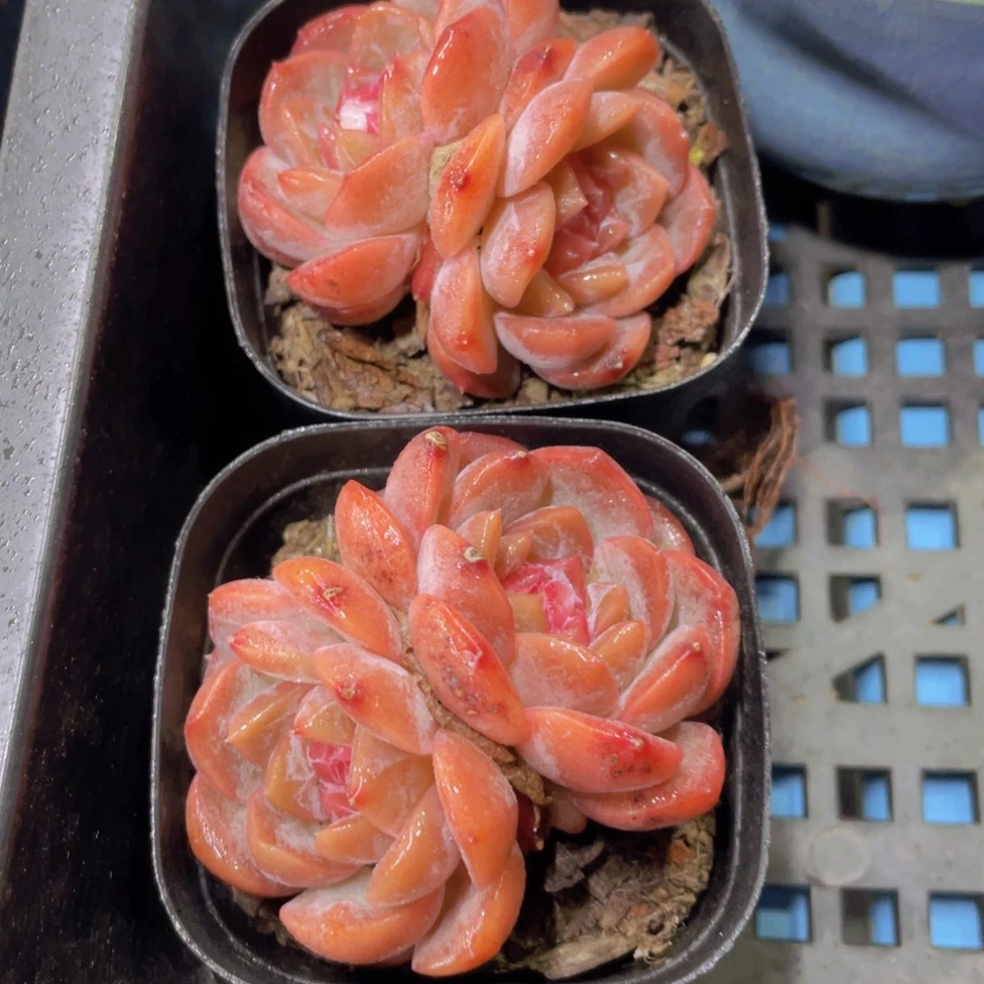 503号 糖心草莓啵啵双头两个