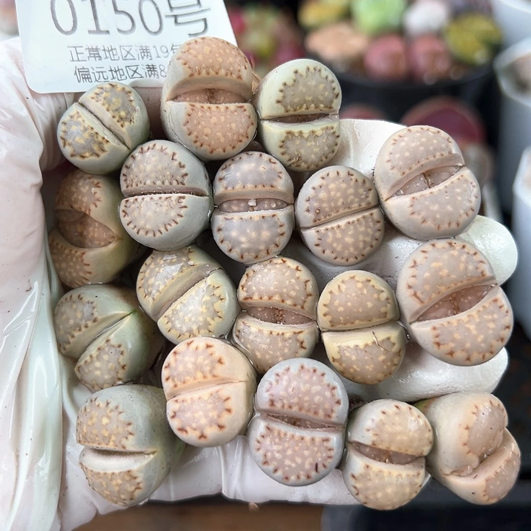 0150三年饼干18颗1.5-2cm