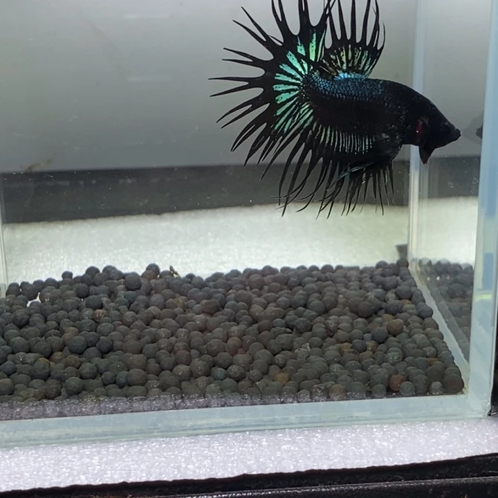 斗鱼泰国斗鱼411号