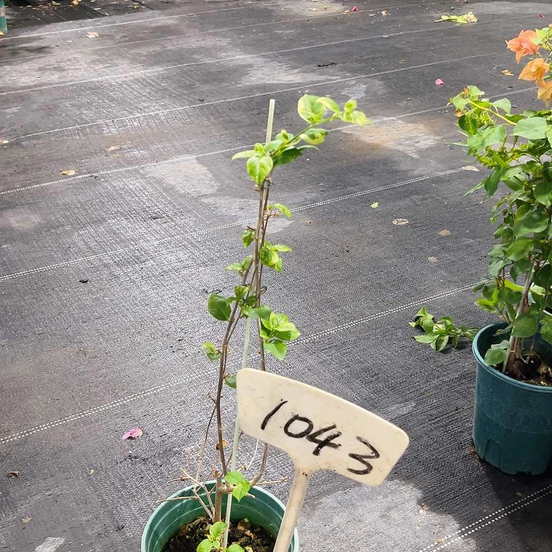 当前无花栽培后可以开花用****01043斑叶米罗一颗
