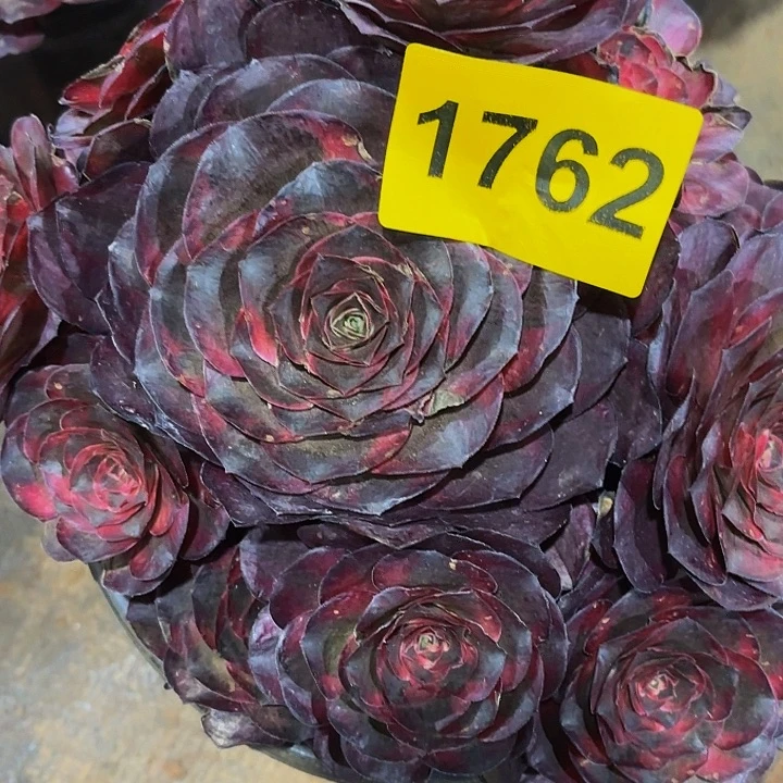 多肉植物福利1762