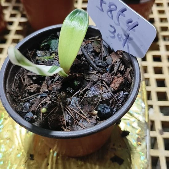 o***玲无花朵88888888000