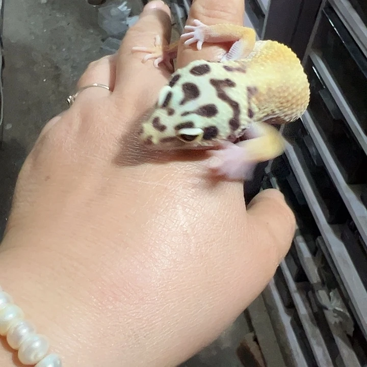 小***学豹纹守宫72小时热包加成体