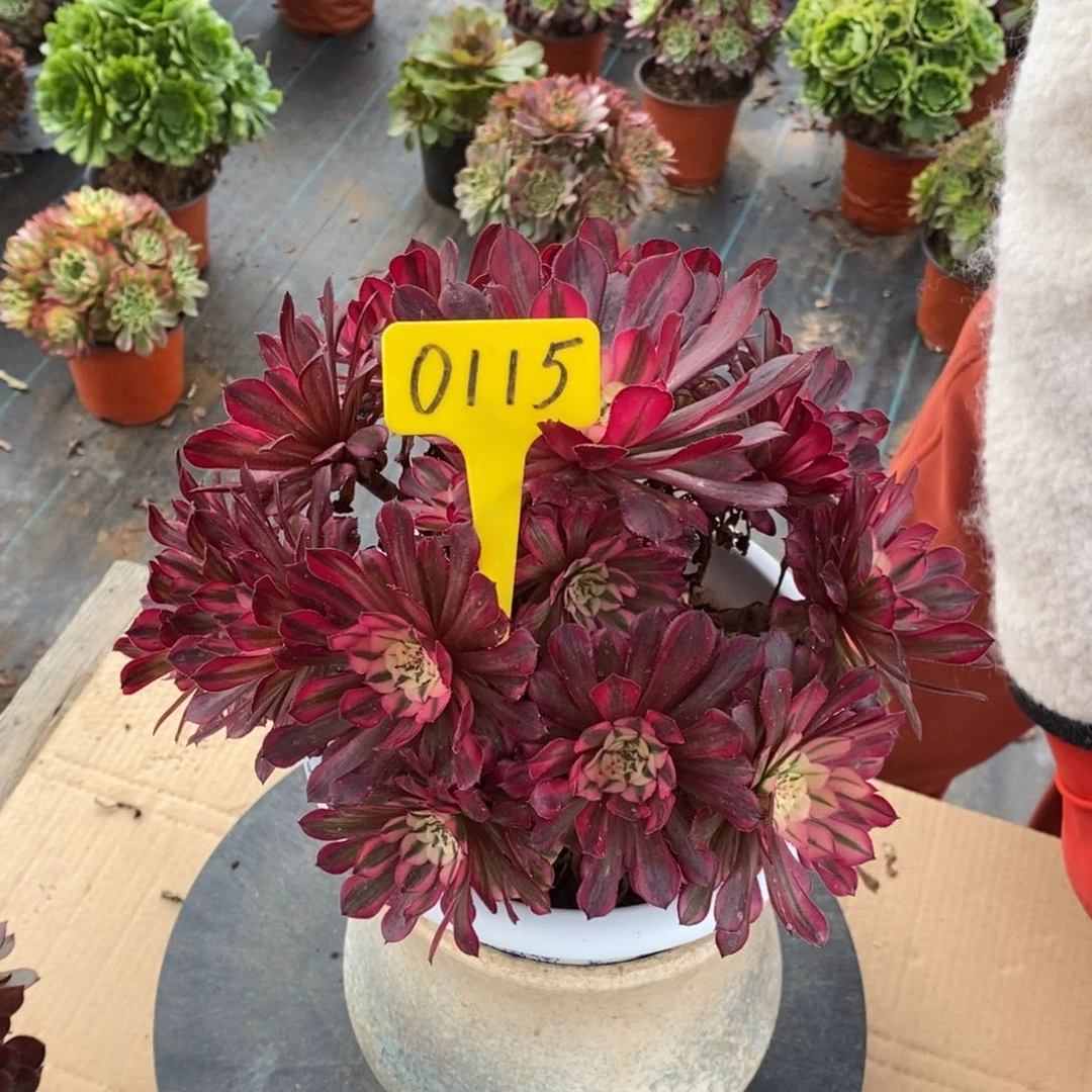 颉*0115-红铜白法师