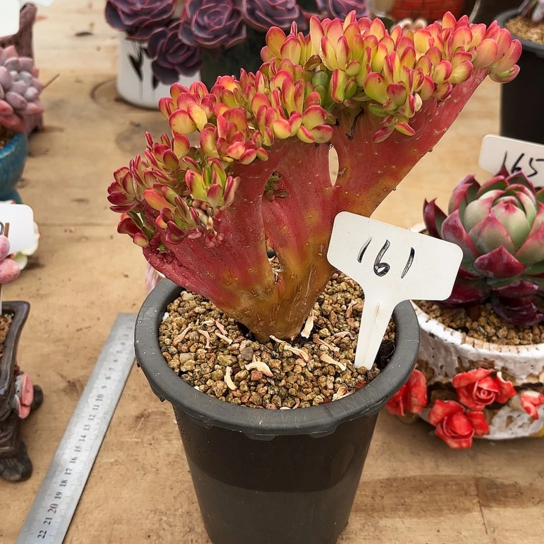 多肉植物，宝珠缀161号