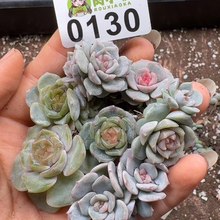 多肉植物多肉植物