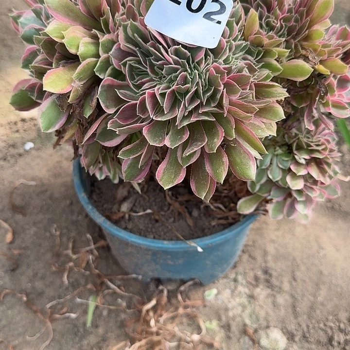 豆***子202女神缀17-30发货