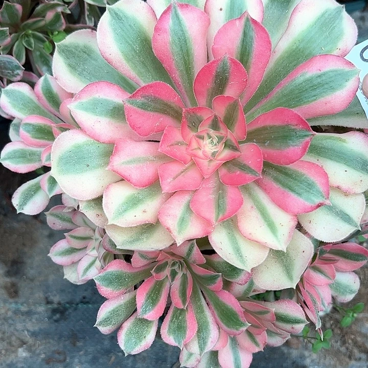 0584女郎多肉植物