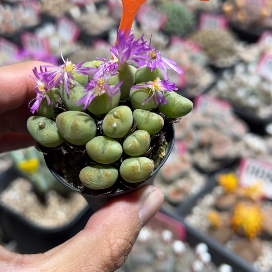 435 一物一拍，默认有伤，介意勿拍，不退不换