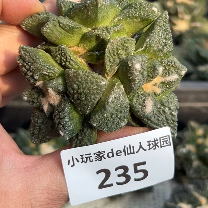 235龟甲群生 有根