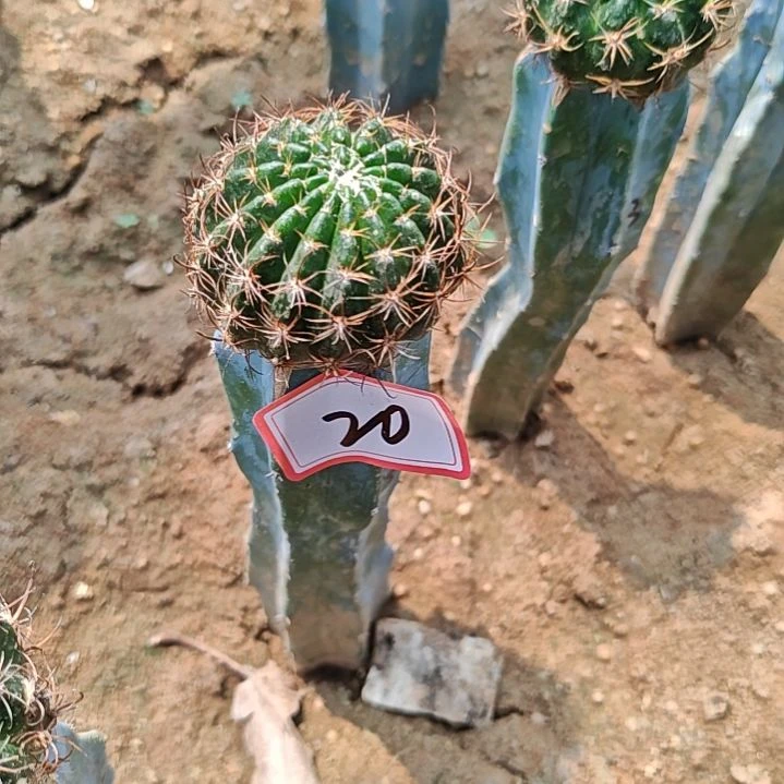 乡***乡丽花l33龙神木嫁接20