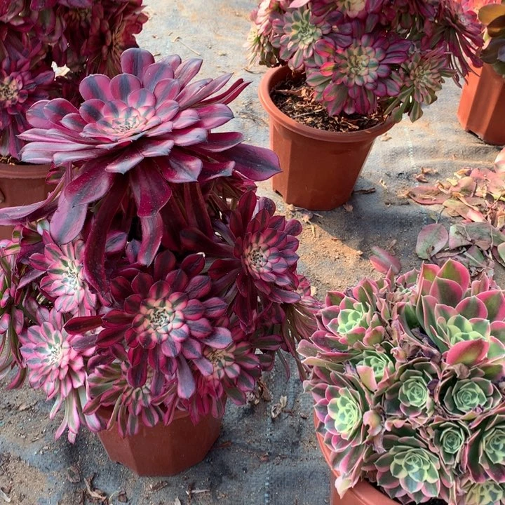 不包损124号红铜白凤老桩