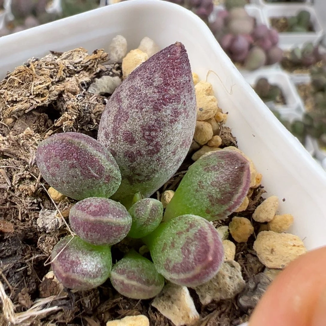 w艾薇多肉植物水泡