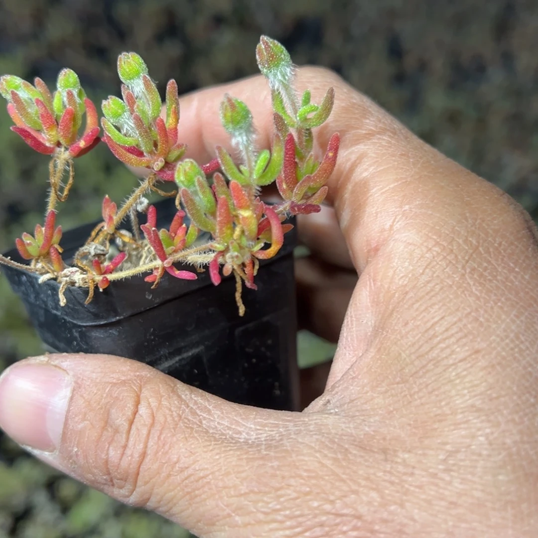 狐尾55杯老桩福利枝干