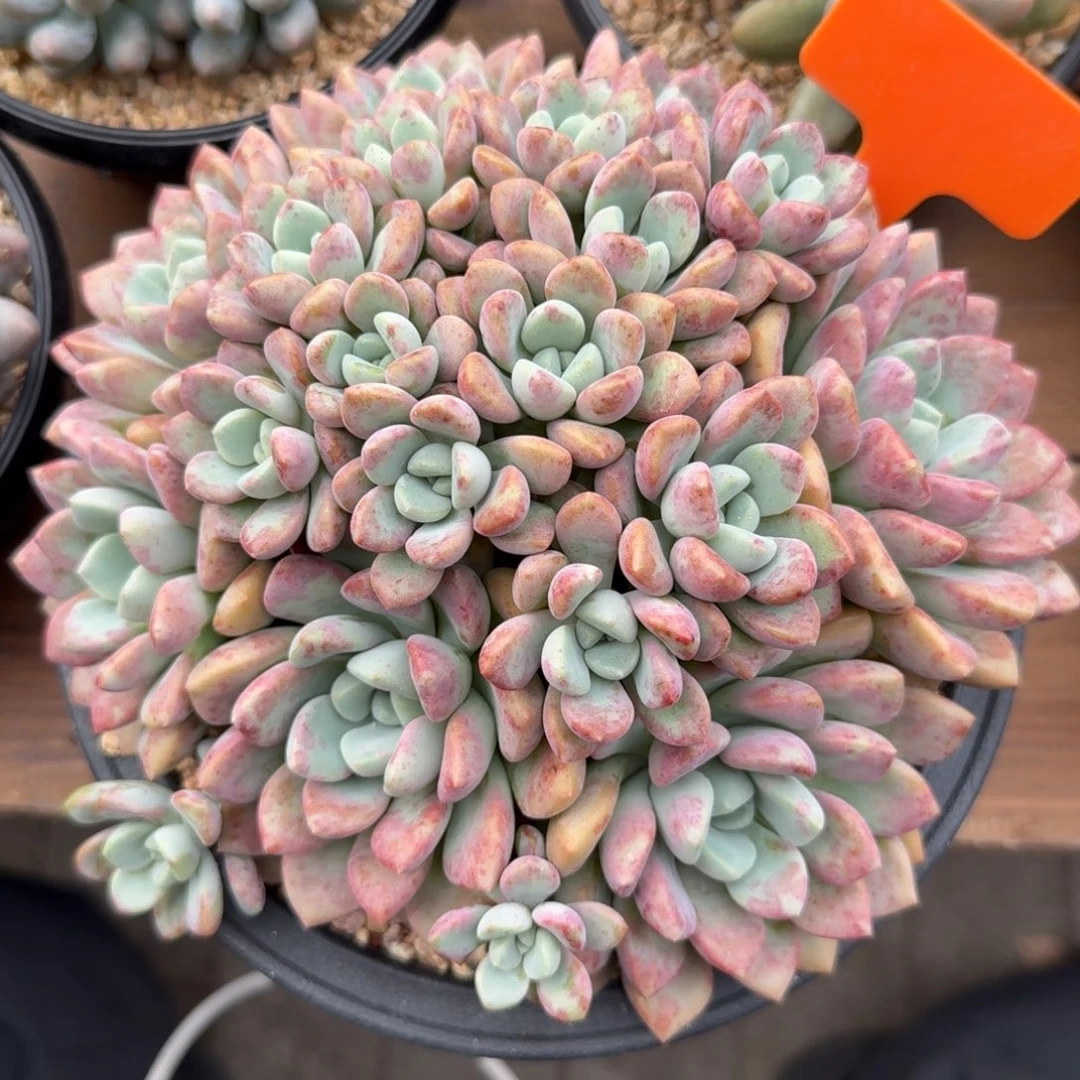 花斑鹭大群1111111111111111
