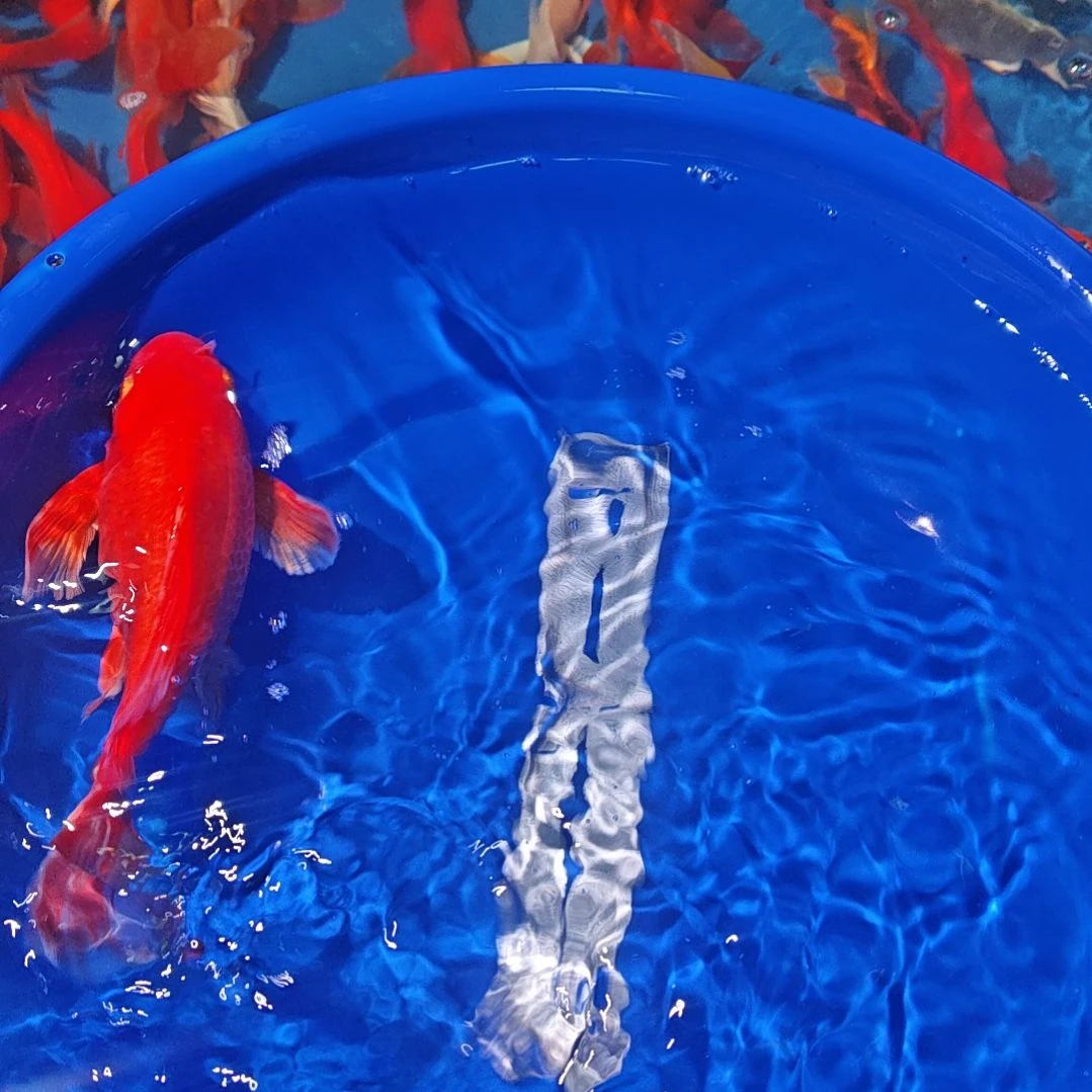 中国大陆冷水观赏鱼蝴蝶鲤