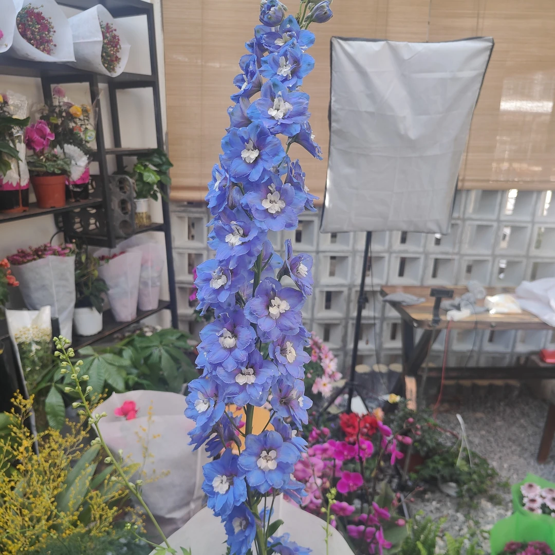 深紫色大飞燕花一盆