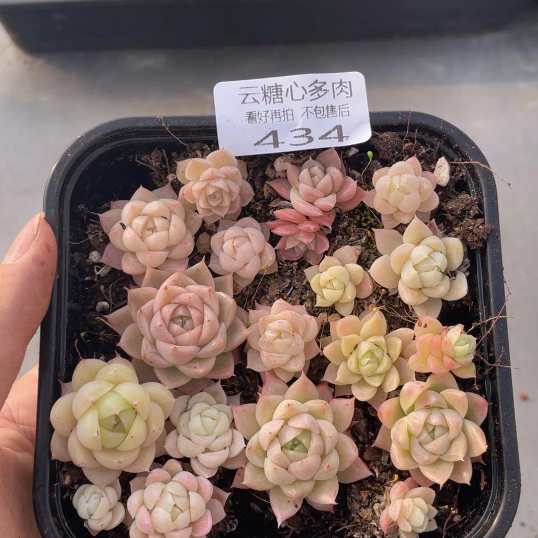 云糖心多肉植物434