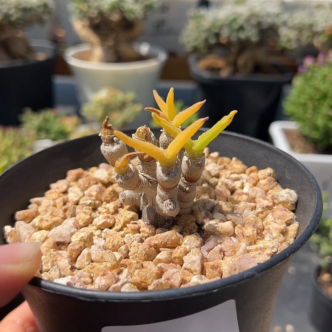 艳*91号碧光环兔子5.13多肉