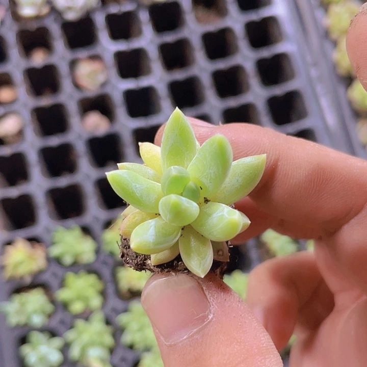 炫彩星精品多肉量拍