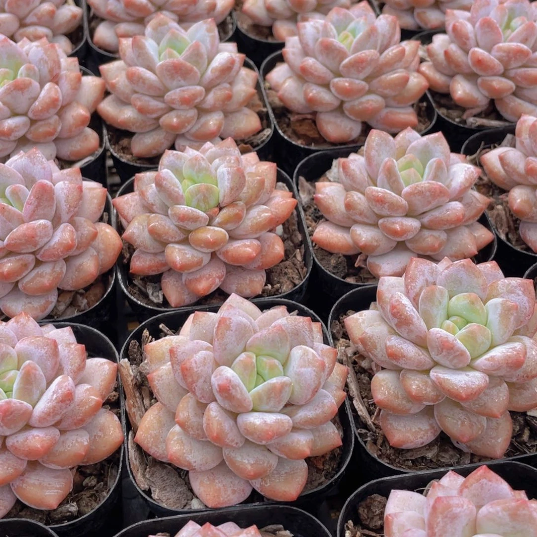 量拍16号 优选丸叶半夏单头一个