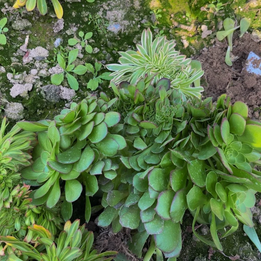 758多肉捧花的捧花