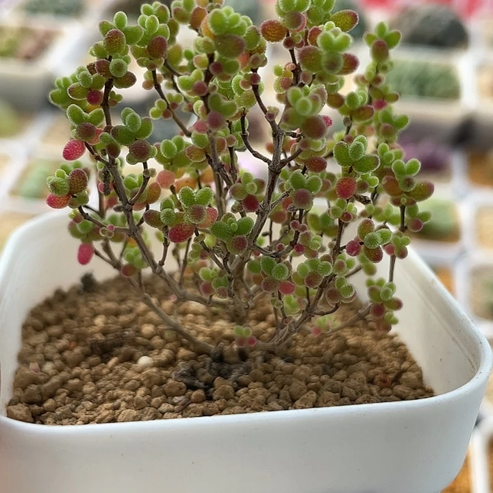 佳人园艺多肉生石花蜜桔糖球693