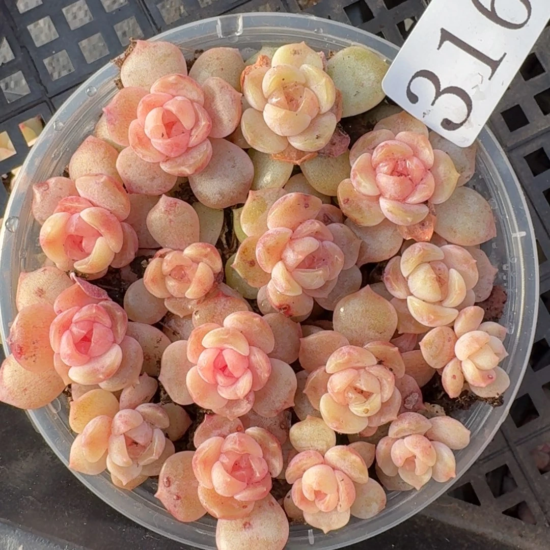 多肉植物多肉植物316