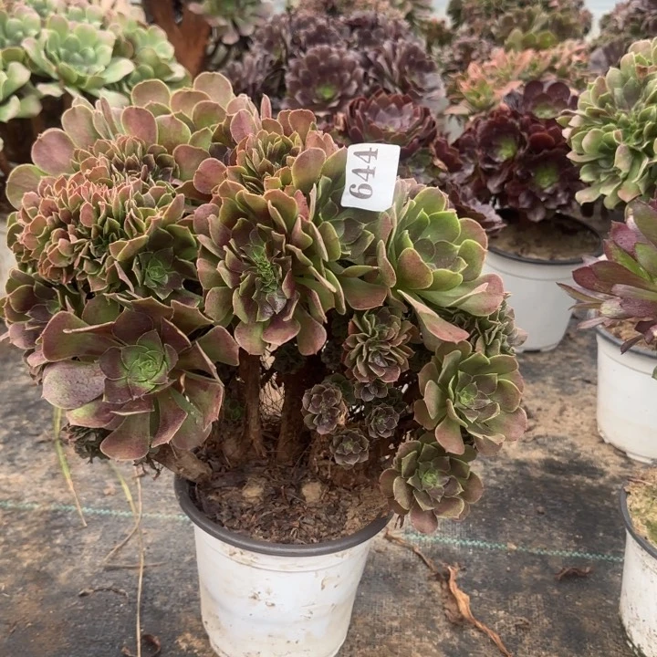 644包邮不包整散。