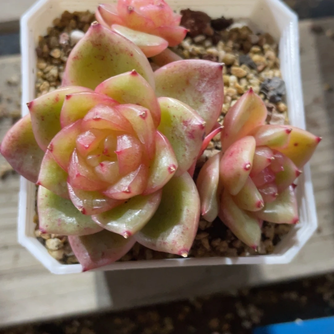 优选水晶珍妮1422
