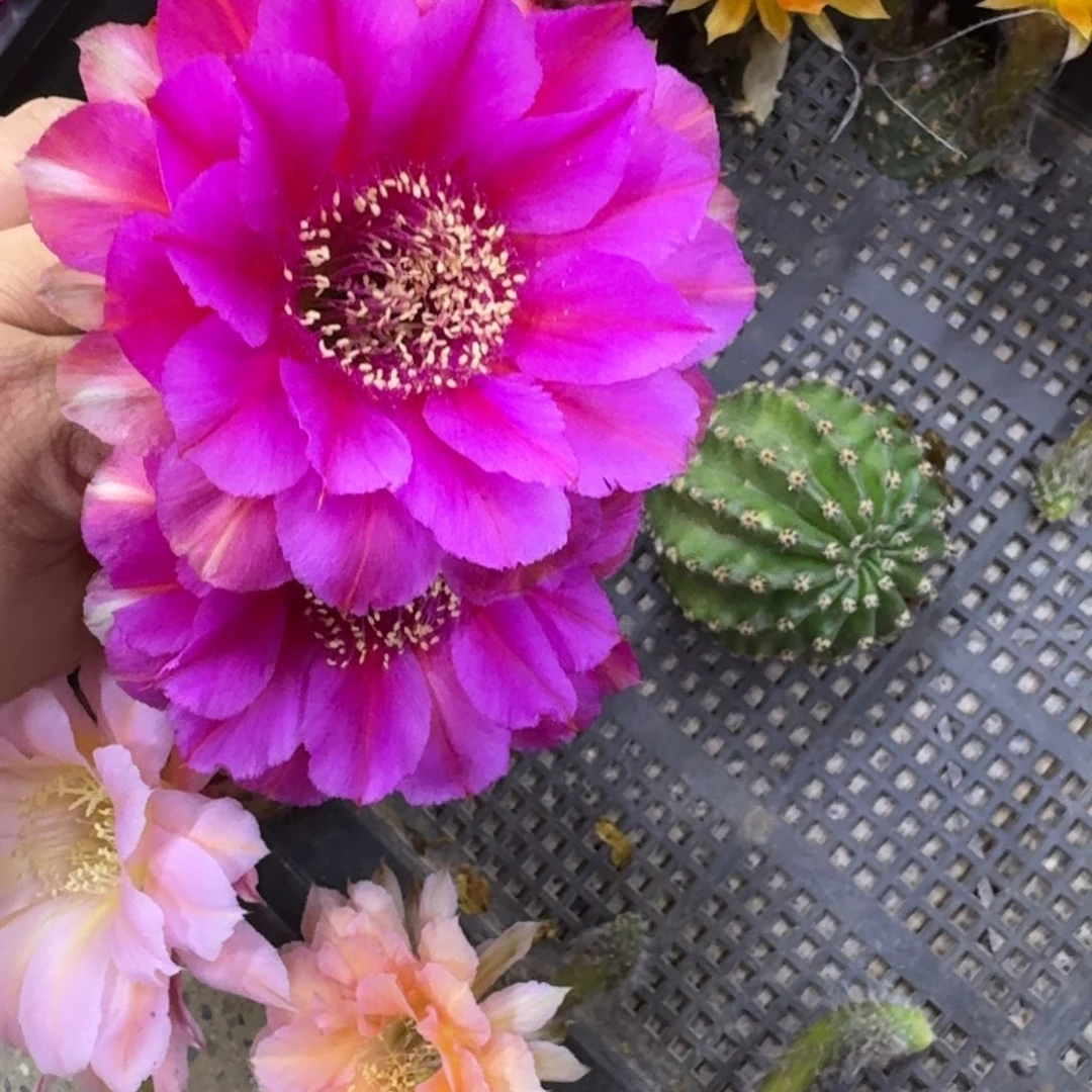 307彩草绒球歪无根侧牙4公分左右，20包邮