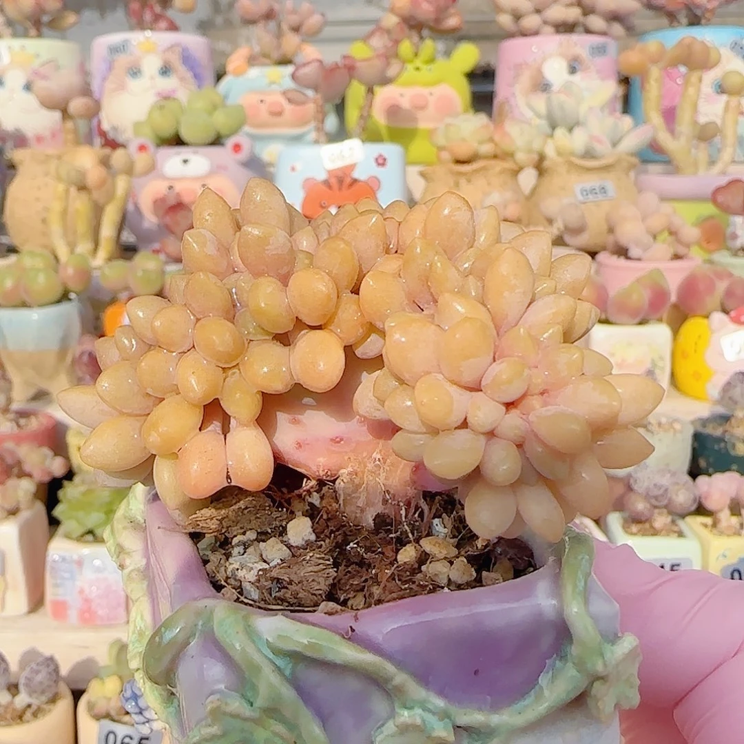 奶酪杂交缀化 盆口5cm