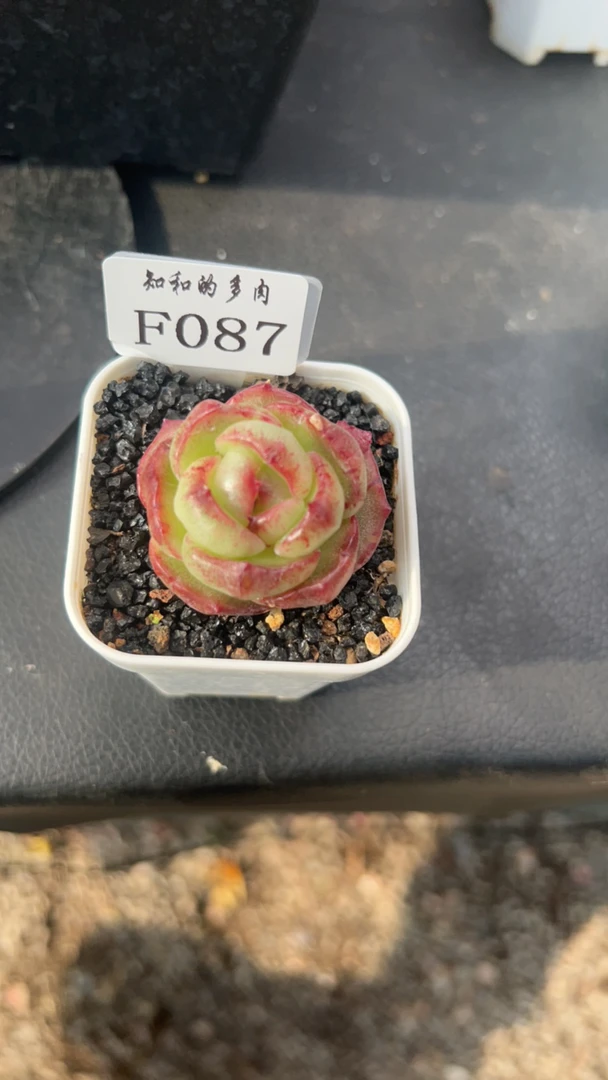 知和的多肉F087专拍链接新年快乐