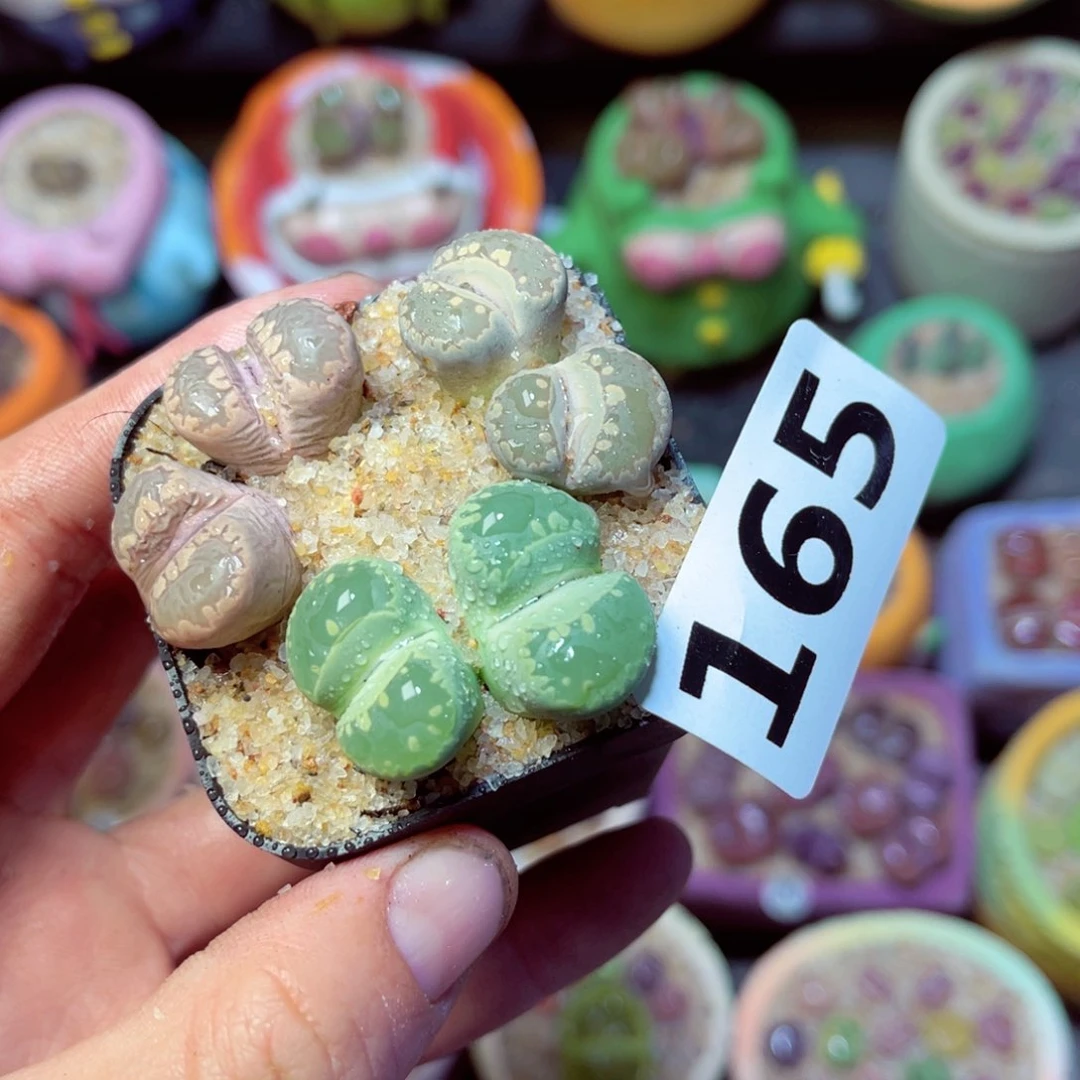 165生石花带盆发