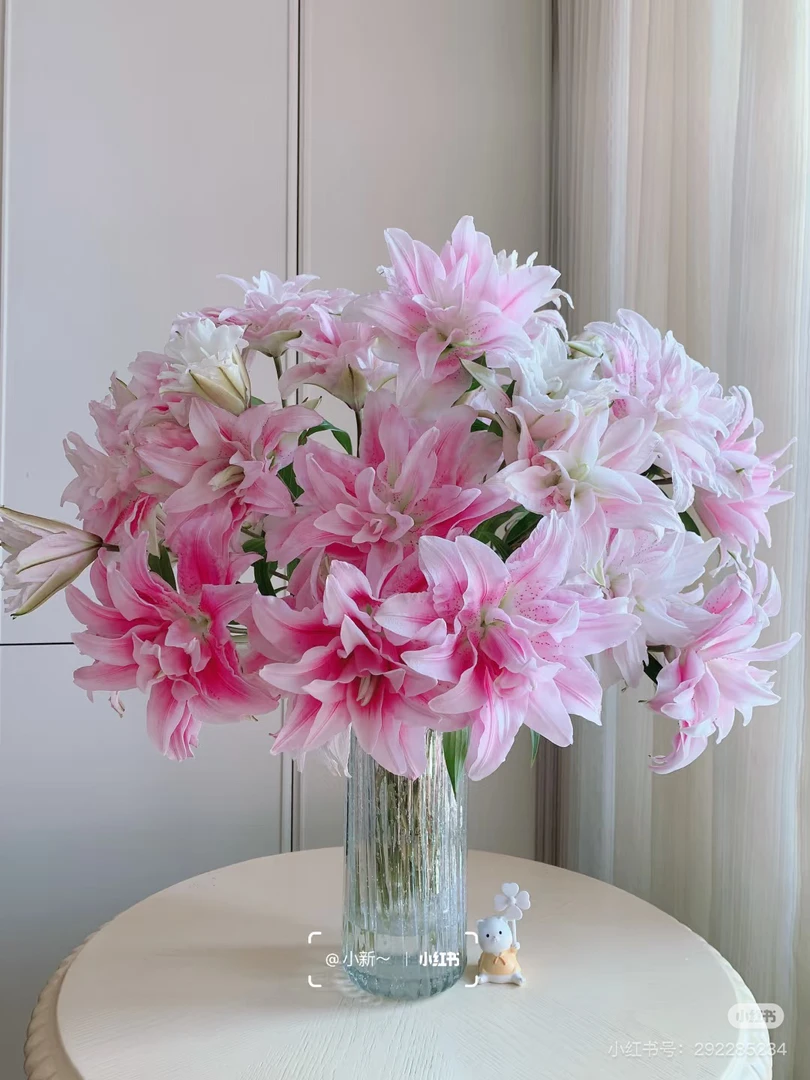 8号伊莎贝拉重瓣百合混头我要买我不售后