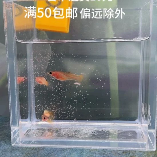孔雀鱼 8.粉猫3条