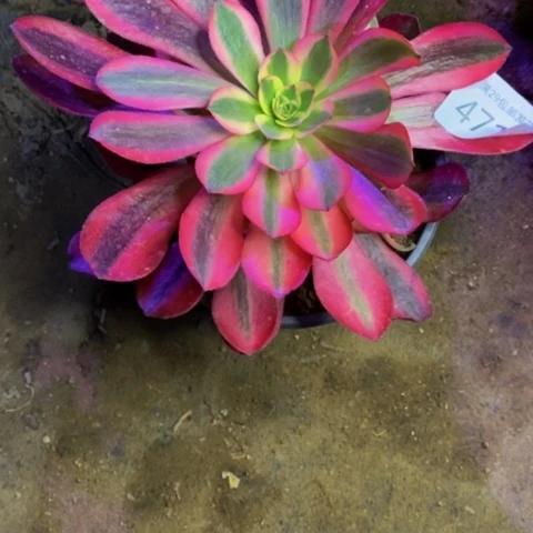 美杜莎多肉植物4715