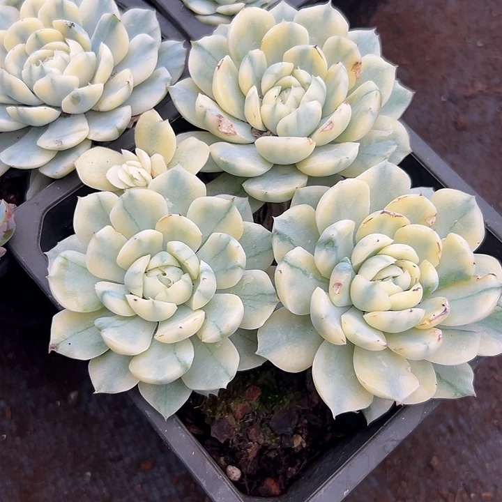 贝瑞锦。