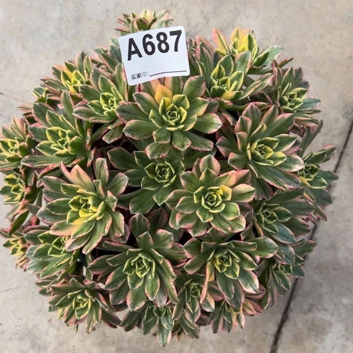 687甜茶20厘米左右