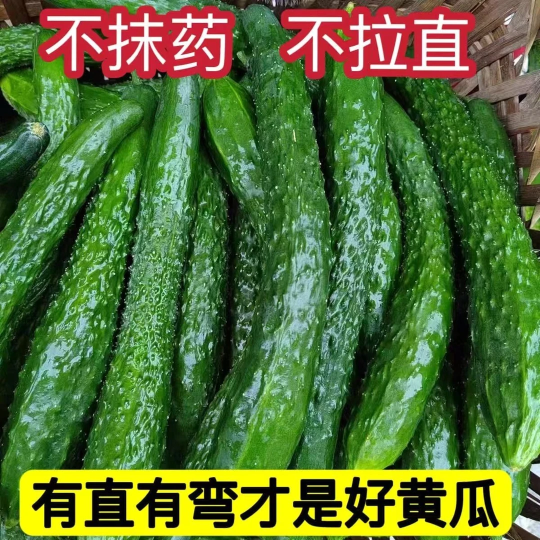 原生态绿心黄瓜新鲜现摘生吃蔬菜脆嫩爽口凉拌黄瓜