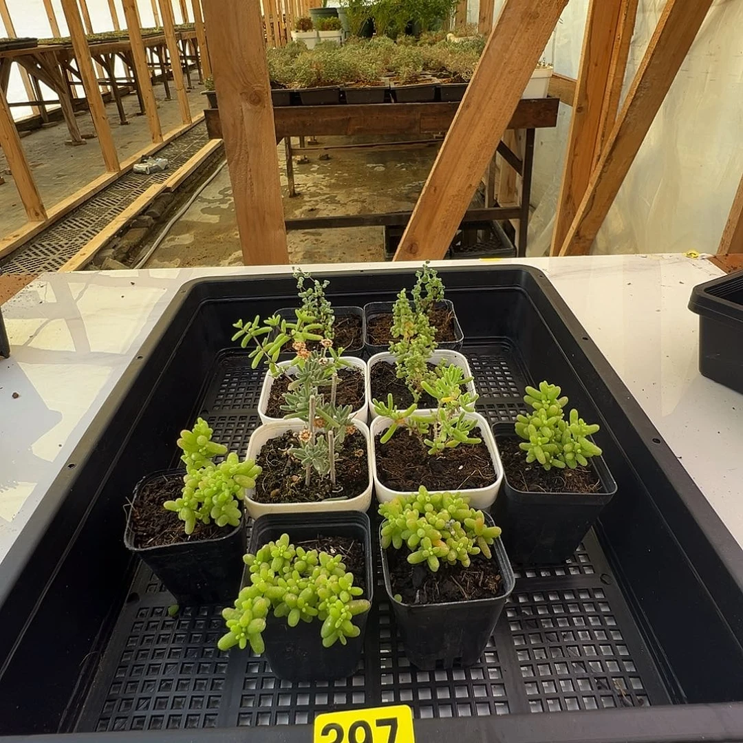 枝干番杏多肉植物397