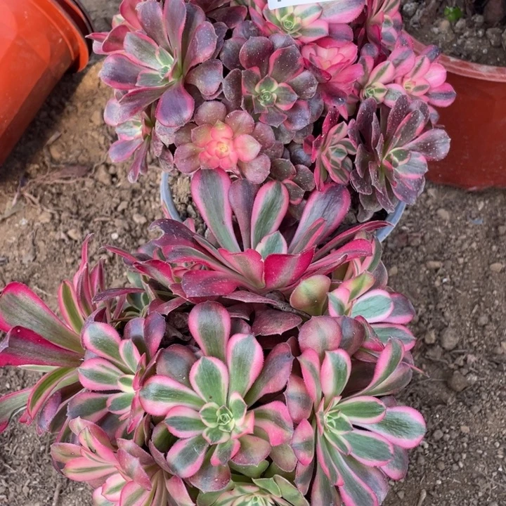 无花朵188多肉植物美杜莎
