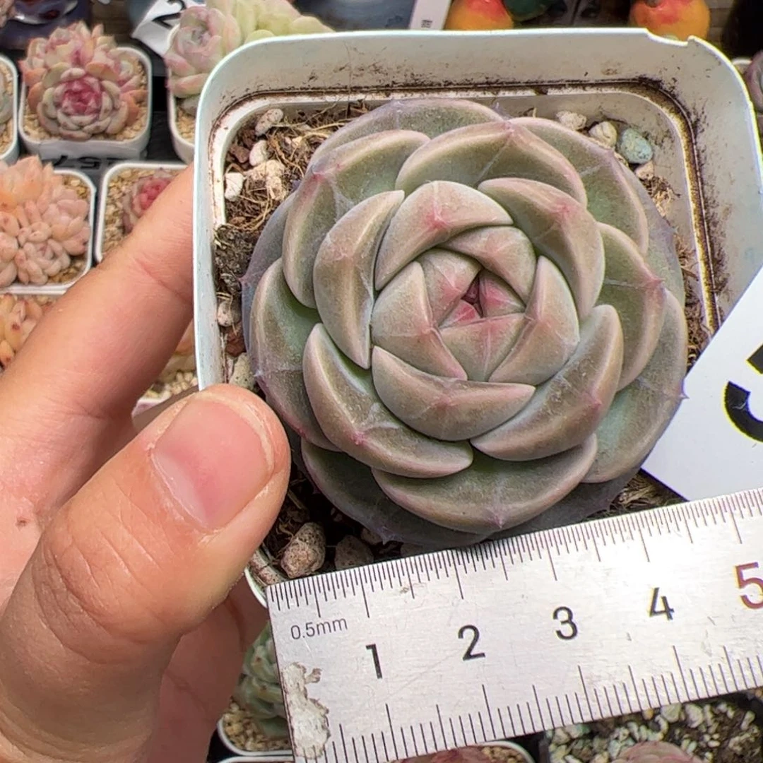 Z**幻580 多肉植物组合盆栽