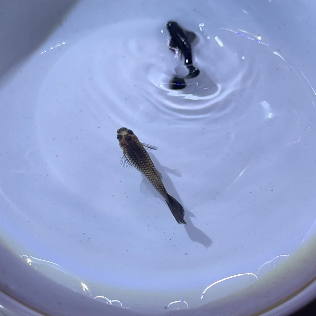 孔雀鱼墨兰野生色一对