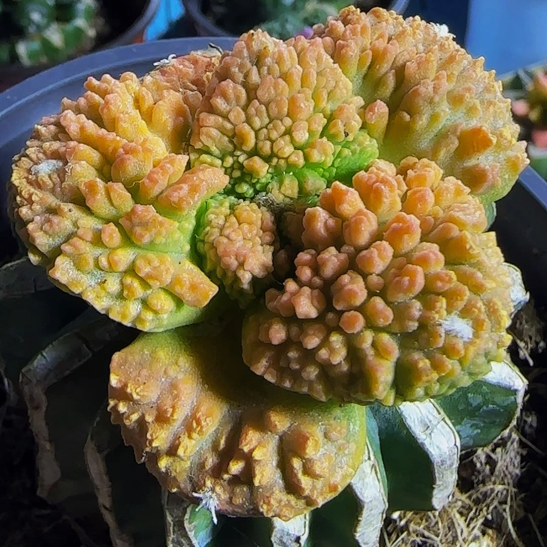 大尤哥斯拉锦425。