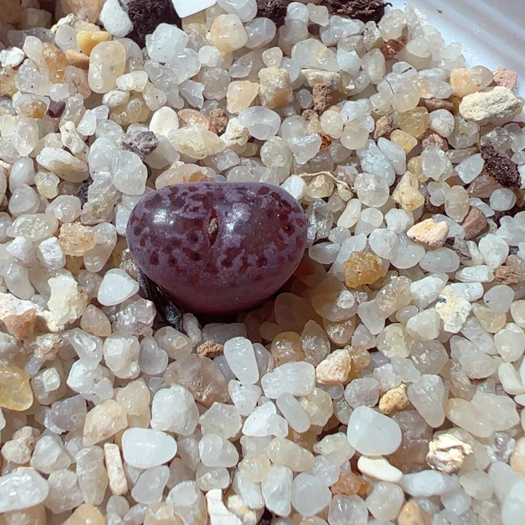 卤***莎1231-541多肉多日马克李子